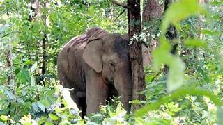 Wild Tusker Dead: सिरिंगसिया के पालीसाई में दंतैल हाथी की रहस्यमय मौत, वन विभाग ने शुरू की जांच 15
