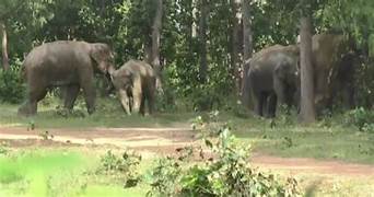 Wild Tusker Dead: सिरिंगसिया के पालीसाई में दंतैल हाथी की रहस्यमय मौत, वन विभाग ने शुरू की जांच 17