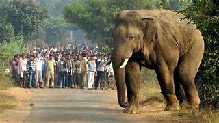 Wild Tusker Dead: सिरिंगसिया के पालीसाई में दंतैल हाथी की रहस्यमय मौत, वन विभाग ने शुरू की जांच 16