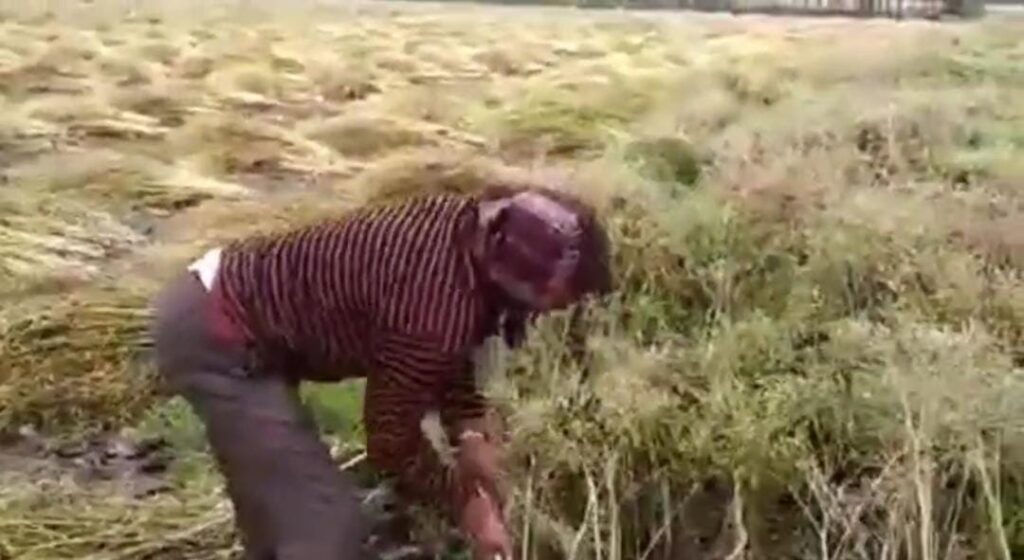 Seraikela Farmer Losses: नदी किनारे सब्जी खेत जलमग्न‚ खीरा-टमाटर नष्ट, आर्थिक नुकसान गहरा 20