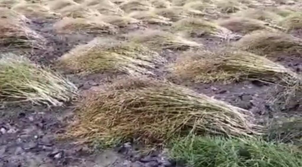 Seraikela Farmer Losses: नदी किनारे सब्जी खेत जलमग्न‚ खीरा-टमाटर नष्ट, आर्थिक नुकसान गहरा 17