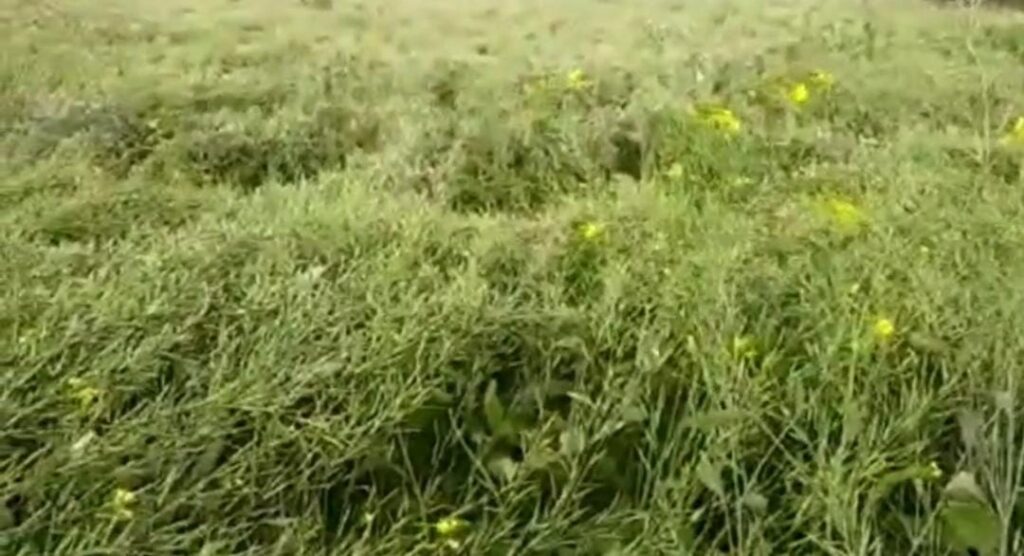 Seraikela Farmer Losses: नदी किनारे सब्जी खेत जलमग्न‚ खीरा-टमाटर नष्ट, आर्थिक नुकसान गहरा 21