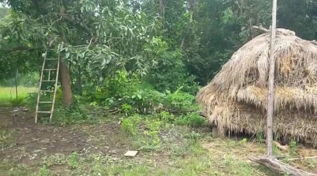 Elephant Attack Seraikela: आम‚ कटहल के पेड़ों से लेकर अनाज तक सबकुछ रौंद गए हाथी 16