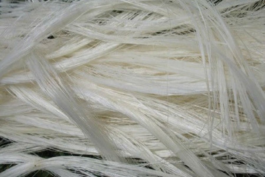 Jharkhand Sisal Fiber: झारखंड में 30 मीट्रिक टन सिसल फाइबर की बिक्री, स्थानीय उद्योगों को मिलेगी प्राथमिकता