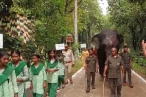 Dalma Elephant Birthday Celebration: दलमा में हाथियों का अनोखा जन्मदिन, 21 साल की रजनी और बादल का पहला बर्थडे मनाया गया Dalma Elephant Birthday Celebration: दलमा में हाथियों का अनोखा जन्मदिन, 21 साल की रजनी और बादल का पहला बर्थडे मनाया गया