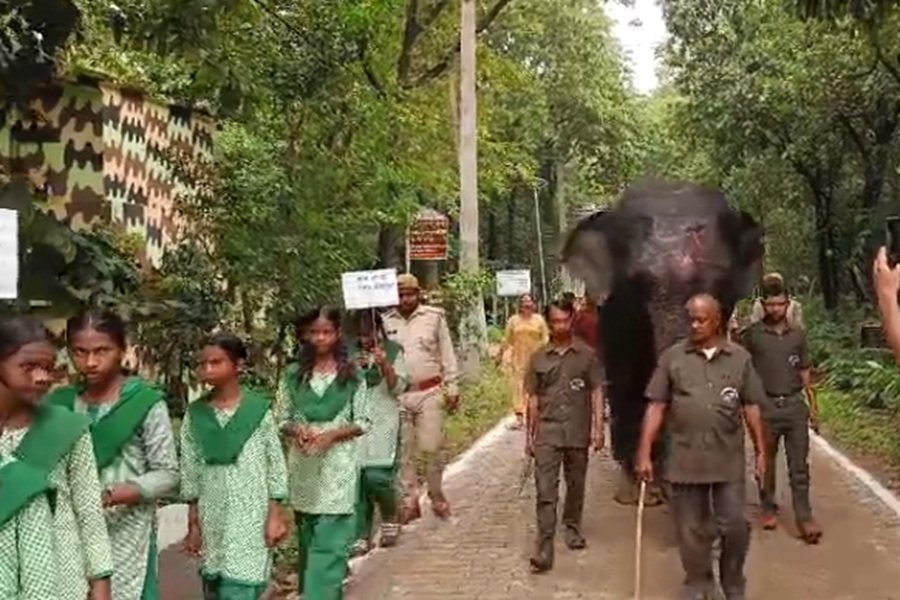 Dalma Elephant Birthday Celebration: दलमा में हाथियों का अनोखा जन्मदिन, 21 साल की रजनी और बादल का पहला बर्थडे मनाया गया